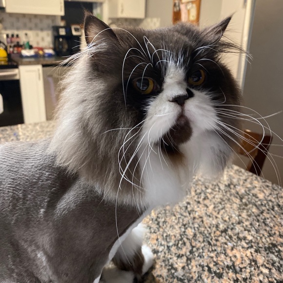 Meet your Posher, Laura - Picture 8 of 8